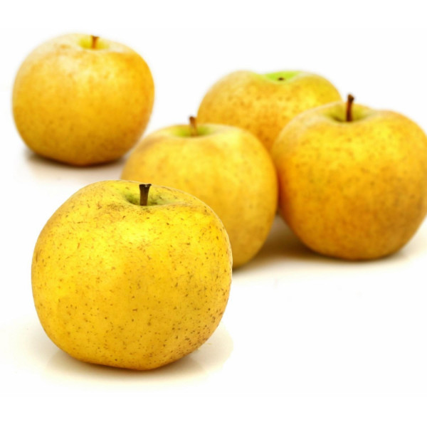 pomme Chanteclerc